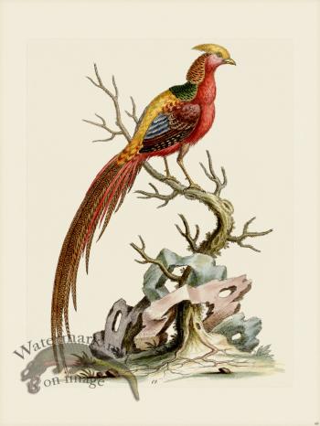 Edwards 068 Painted Pheasant 